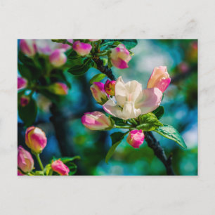 Carte Postale Fleur et bourgeons de pommes de terre