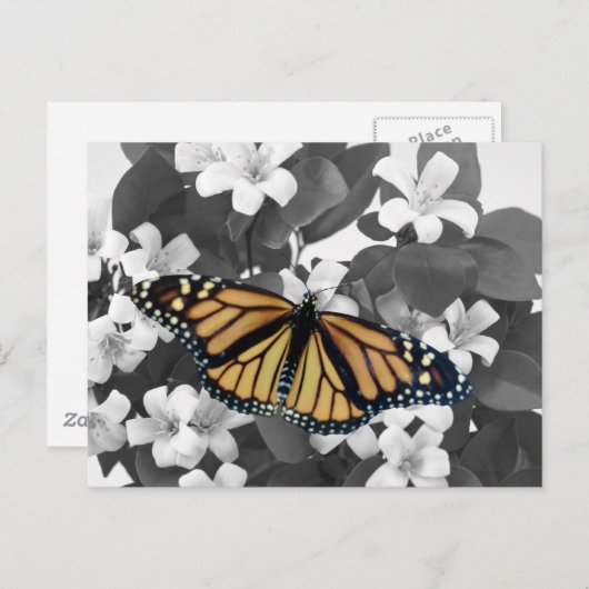 Carte Postale Fleur et monarque (Devant / Derrière)