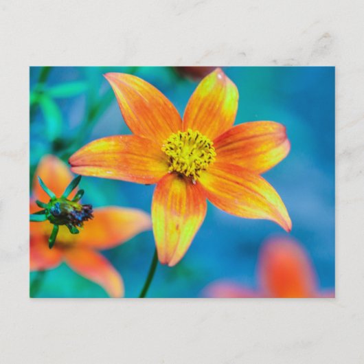 Carte Postale Fleur étoile orange (Devant)