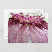 Carte Postale fleur exotique (Devant / Derrière)