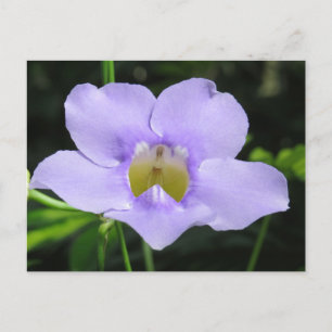 Carte Postale Fleur exotique