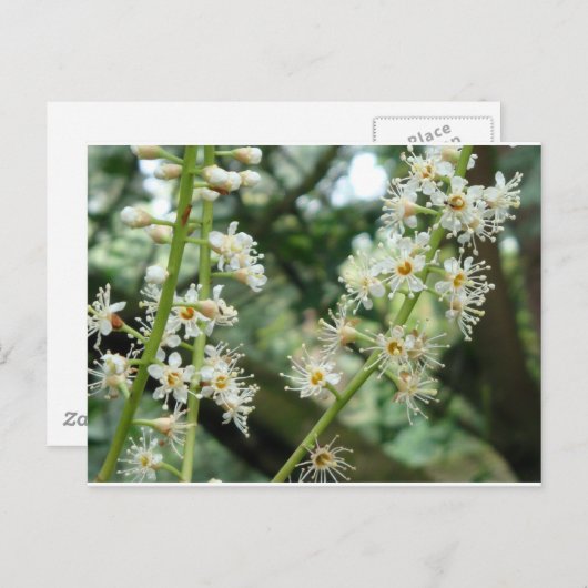 Carte Postale Fleur exotique en Irlande (Devant / Derrière)