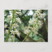 Carte Postale Fleur exotique en Irlande (Devant)