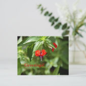 Carte postale Fleur face chauve (Debout devant)