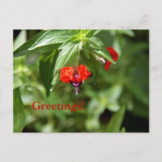 Carte postale Fleur face chauve (Devant)