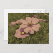Carte Postale Fleur Faded Pink Vintage Look (Devant / Derrière)