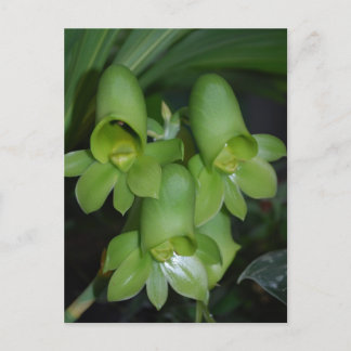 Carte Postale Fleur femelle de Catasetum orchidée