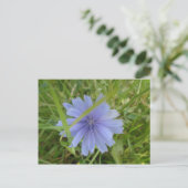 Carte Postale Fleur florale Chicory bleu violet (Debout devant)