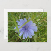 Carte Postale Fleur florale Chicory bleu violet (Devant / Derrière)