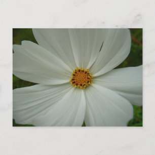 Carte Postale Fleur florale d'été cosmos blanc