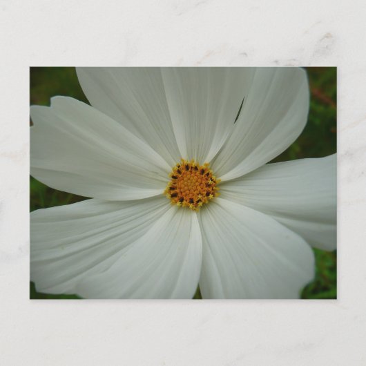 Carte Postale Fleur florale d'été cosmos blanc (Devant)
