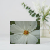 Carte Postale Fleur florale d'été cosmos blanc (Debout devant)