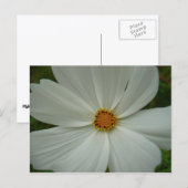 Carte Postale Fleur florale d'été cosmos blanc (Devant / Derrière)