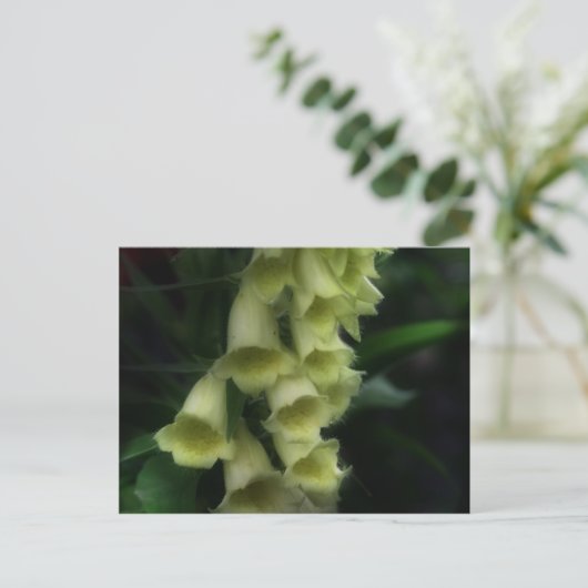 Carte Postale Fleur Foxgants intenses (Debout devant)