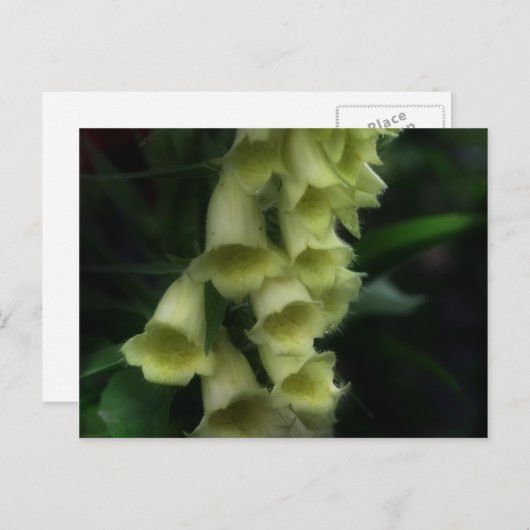 Carte Postale Fleur Foxgants intenses (Devant / Derrière)