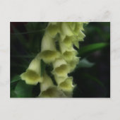 Carte Postale Fleur Foxgants intenses (Devant)
