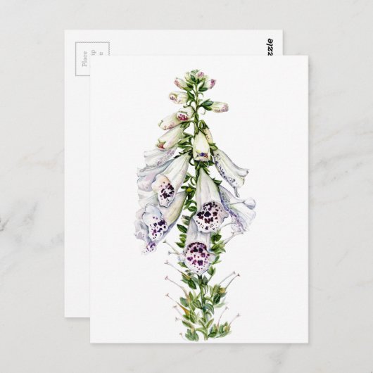 Carte Postale Fleur Foxglove (Devant / Derrière)