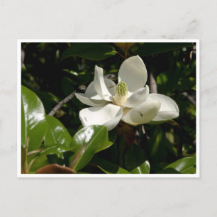 Carte Postale Fleur fraîche de Magnolia