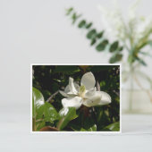 Carte Postale Fleur fraîche de Magnolia (Debout devant)