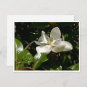 Carte Postale Fleur fraîche de Magnolia (Devant / Derrière)