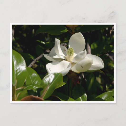 Carte Postale Fleur fraîche de Magnolia (Devant)