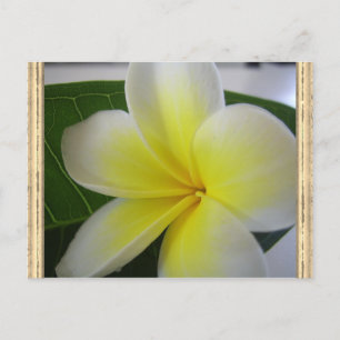 Carte Postale Fleur Frangipani Blanc Et Jaune