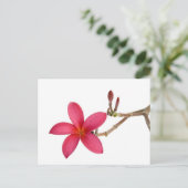 Carte Postale Fleur Frangipani rouge (Debout devant)