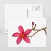 Carte Postale Fleur Frangipani rouge (Devant / Derrière)