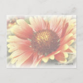 Carte Postale Fleur Gaillardia Jaune Orange Jaune Dentelée (Dos)