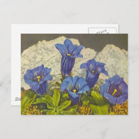 Carte Postale Fleur Gentien (Devant / Derrière)