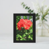Carte postale Fleur Geranium rouge (Debout devant)
