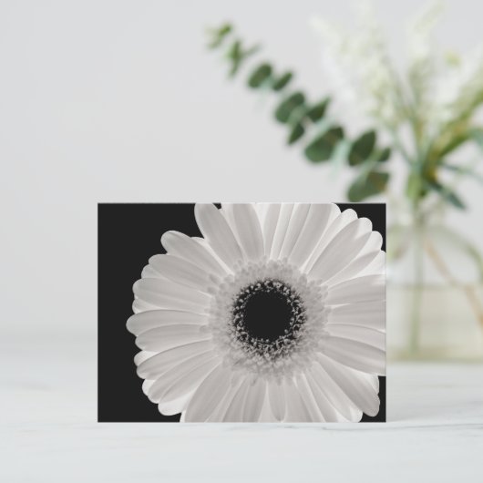 Carte Postale Fleur Gerbera blanche (Debout devant)