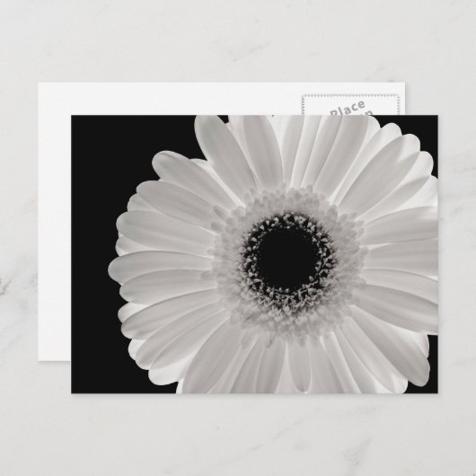 Carte Postale Fleur Gerbera blanche (Devant / Derrière)