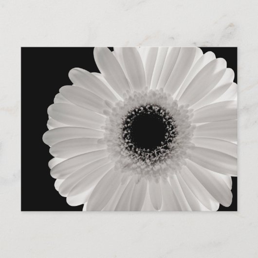 Carte Postale Fleur Gerbera blanche (Devant)