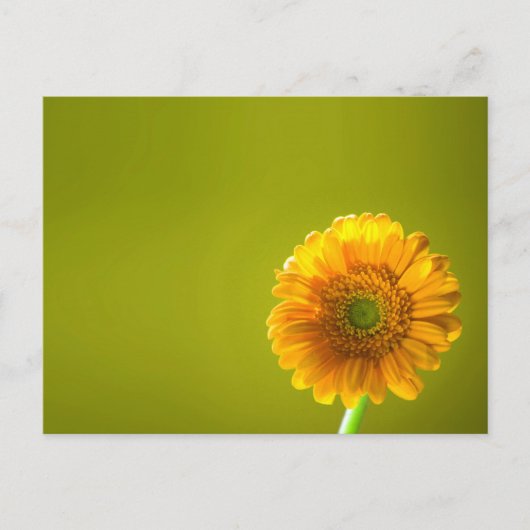 Carte Postale Fleur Gerbera Jaune Daisy (Devant)