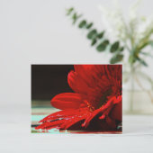 Carte Postale Fleur Gerbera Red Daisy (Debout devant)