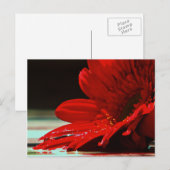 Carte Postale Fleur Gerbera Red Daisy (Devant / Derrière)