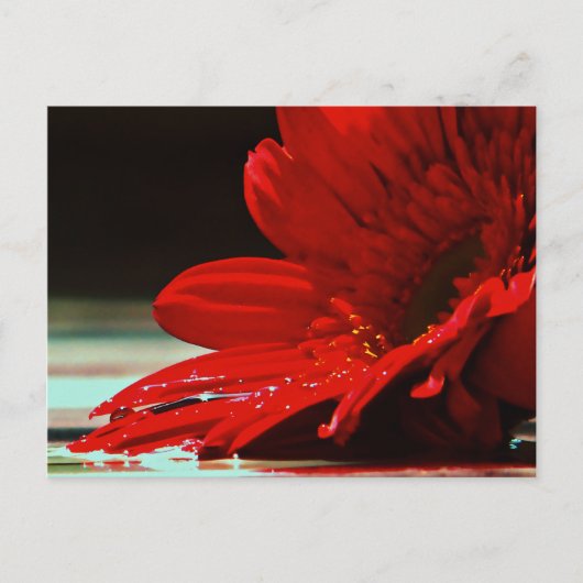 Carte Postale Fleur Gerbera Red Daisy (Devant)