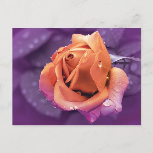 Carte Postale Fleur & gouttes de pluie, duotone violet & orange (Devant)