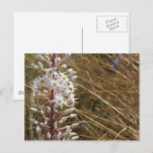 Carte postale Fleur grecque (Devant / Derrière)