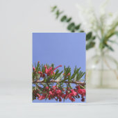 Carte postale Fleur Grevillea (Debout devant)