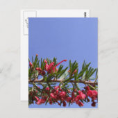 Carte postale Fleur Grevillea (Devant / Derrière)