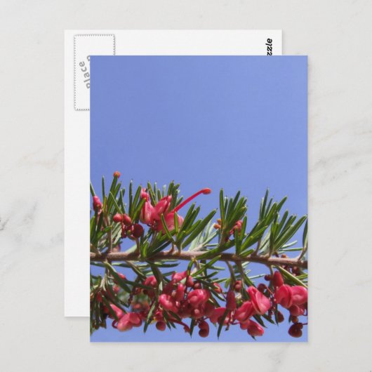 Carte postale Fleur Grevillea (Devant / Derrière)