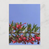 Carte postale Fleur Grevillea (Devant)