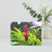 Carte Postale Fleur hawaïenne (Debout devant)