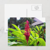 Carte Postale Fleur hawaïenne (Devant / Derrière)