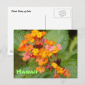 Carte Postale Fleur Hawaii (Devant / Derrière)