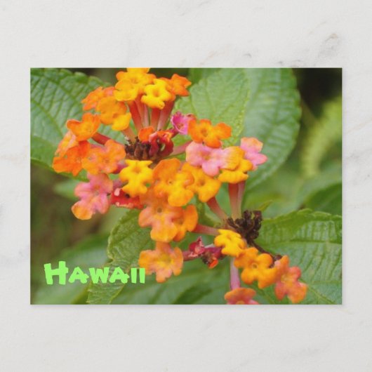 Carte Postale Fleur Hawaii (Devant)