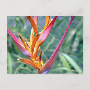 Carte Postale Fleur Hawaii Heliconia améliorée