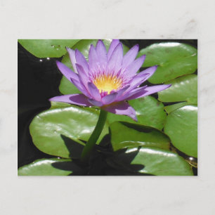Carte Postale Fleur Hawaii Lotus